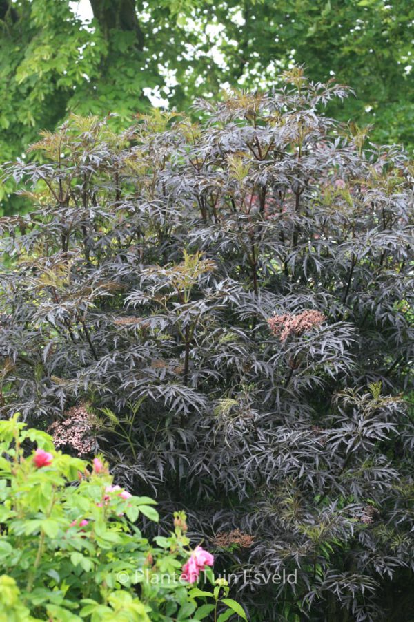 Sambucus nigra 'Eva' (BLACK LACE) - Image 4