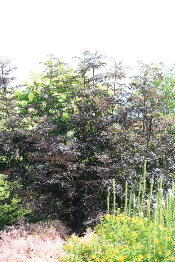 Sambucus nigra 'Eva' (BLACK LACE) - Image 5