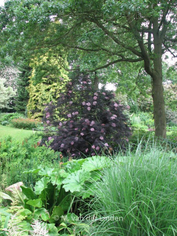 Sambucus nigra 'Eva' (BLACK LACE) - Image 6