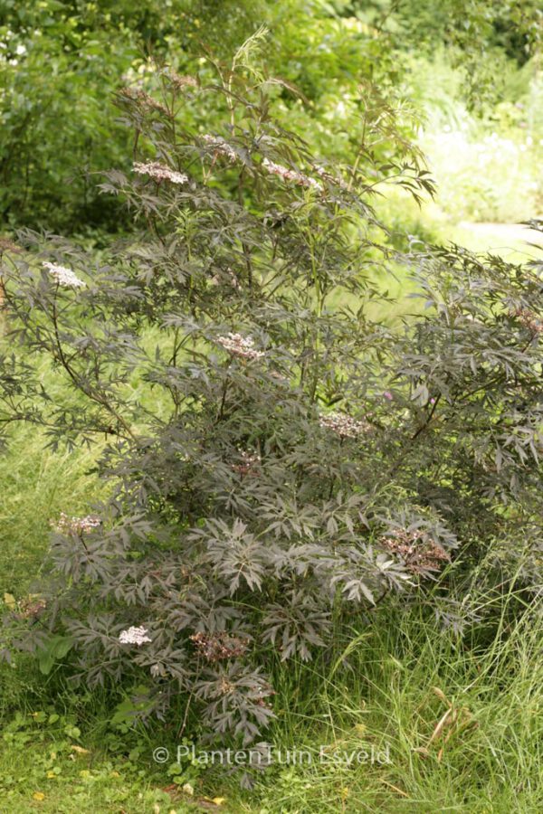 Sambucus nigra 'Eva' (BLACK LACE) - Image 7