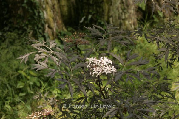 Sambucus nigra 'Eva' (BLACK LACE) - Image 8