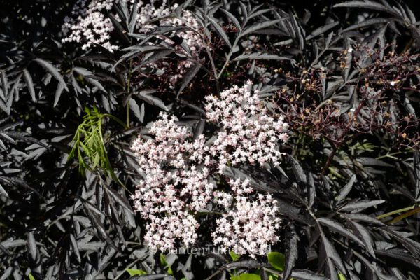 Sambucus nigra 'Eva' (BLACK LACE)