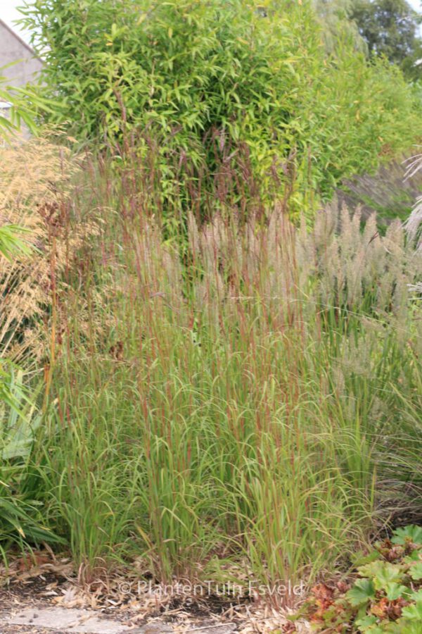 Schizachyrium scoparium