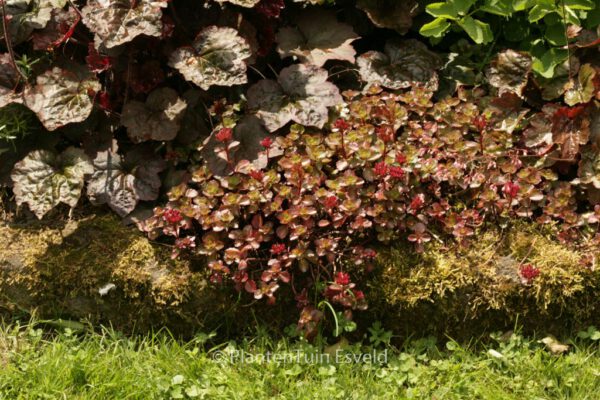 Sedum spurium 'Fuldaglut' - Image 2