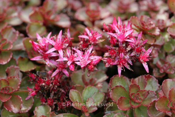 Sedum spurium 'Fuldaglut'