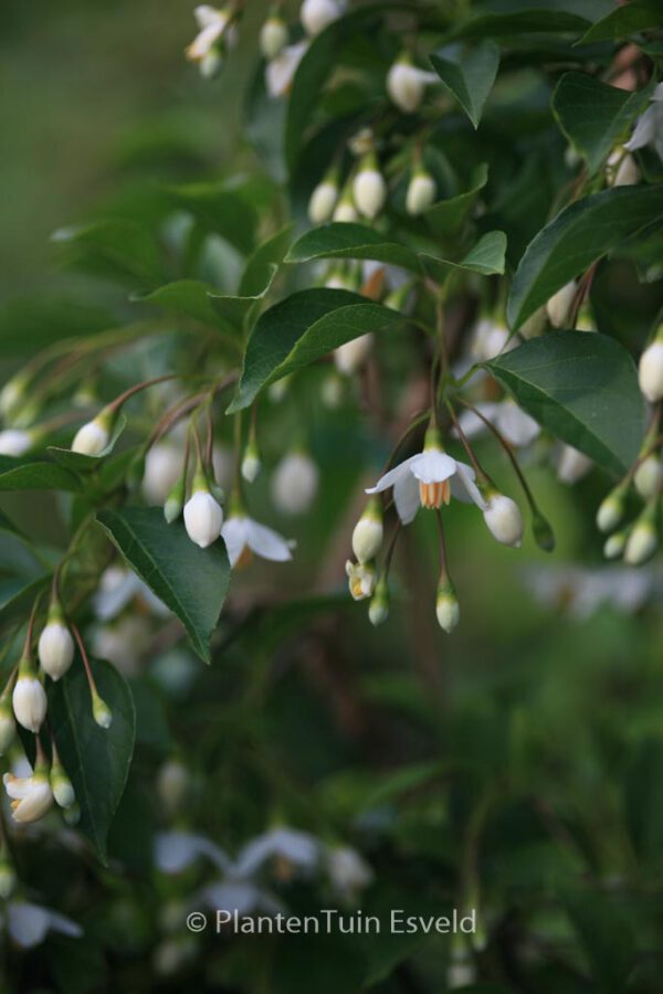 Styrax japonicus 'JFS-D' (SNOWCONE) - Image 2