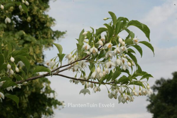 Styrax japonicus 'JFS-D' (SNOWCONE) - Image 3