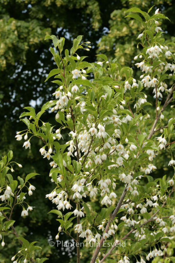 Styrax japonicus 'JFS-D' (SNOWCONE) - Image 4