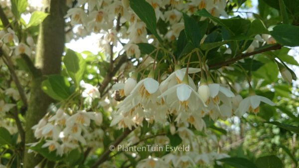 Styrax japonicus 'JFS-D' (SNOWCONE)