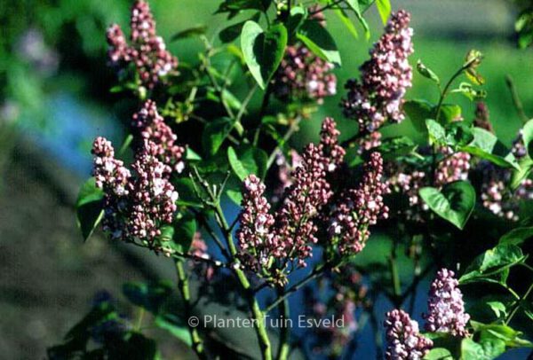 Syringa vulgaris 'Belle de Nancy' - Image 2