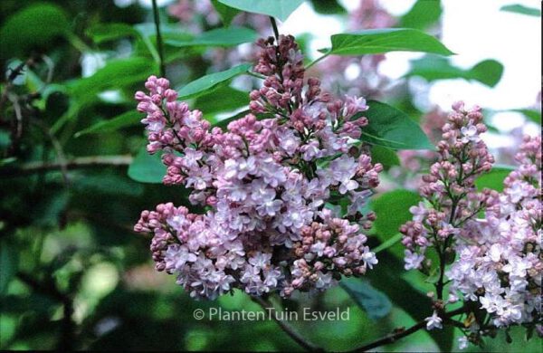 Syringa vulgaris 'Belle de Nancy'