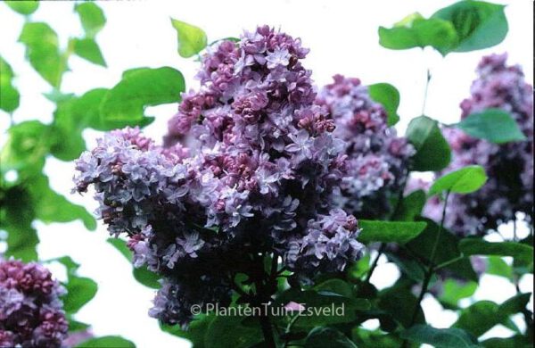 Syringa vulgaris 'Katherine Havemeyer'