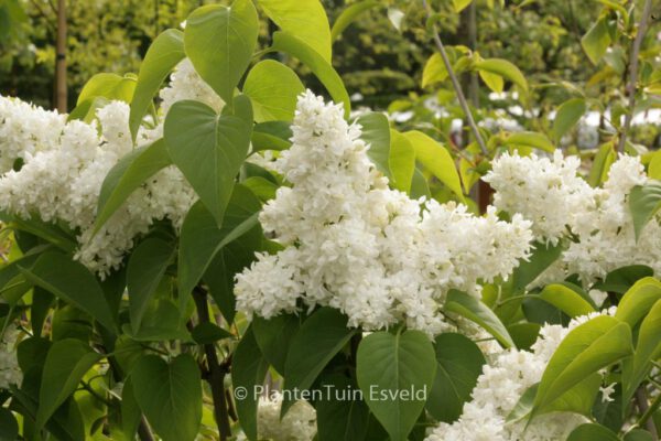 Syringa vulgaris 'Mme Lemoine'