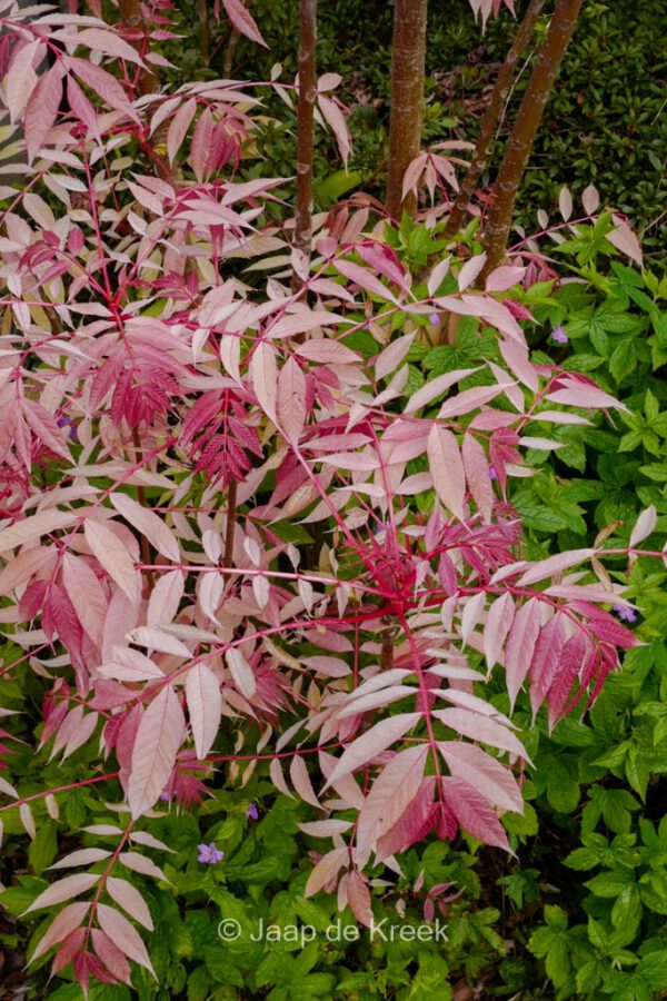 Toona sinensis 'Flamingo' - Image 4