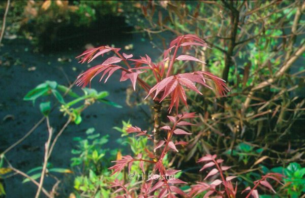 Toona sinensis 'Flamingo' - Image 5