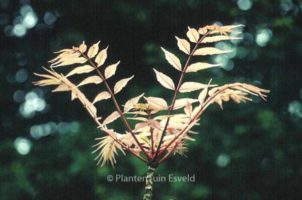 Toona sinensis 'Flamingo' - Image 8