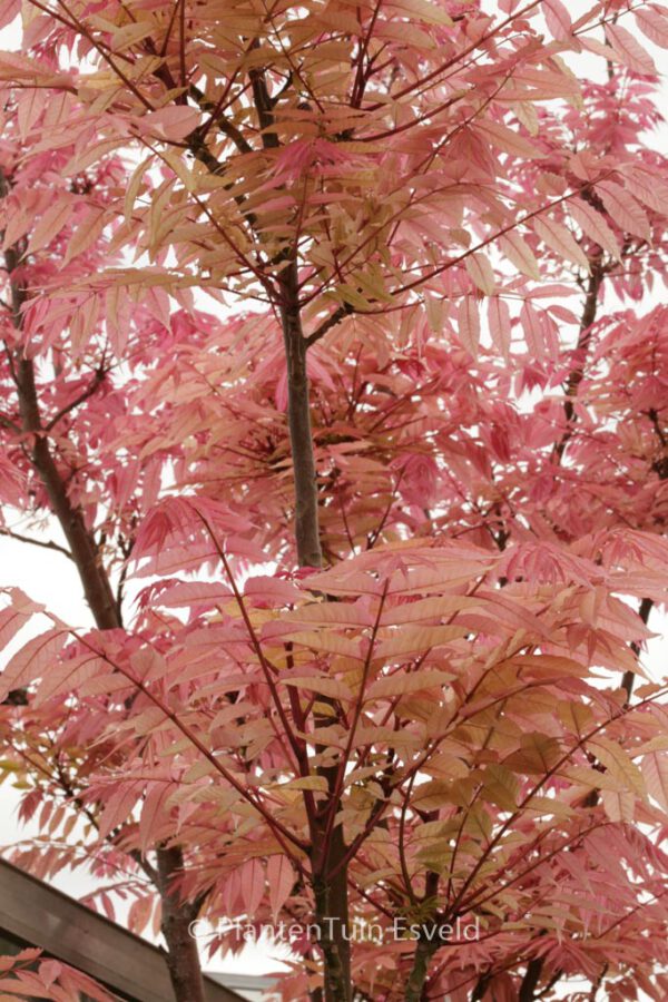 Toona sinensis 'Flamingo'