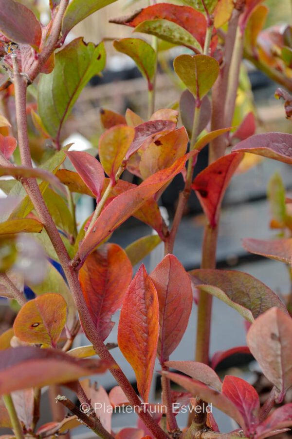 Vaccinium corymbosum 'Bluegold' - Image 2