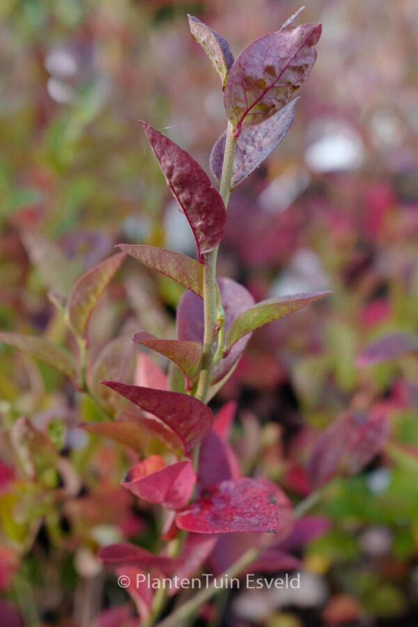 Vaccinium corymbosum 'Bluegold'