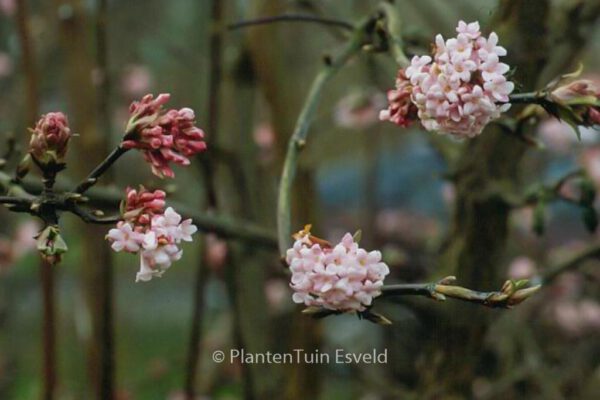 Viburnum bodnantense 'Dawn' - Image 2