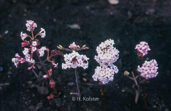 Viburnum bodnantense 'Dawn' - Image 3