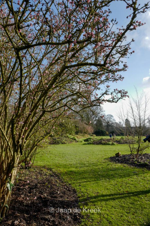 Viburnum bodnantense 'Dawn' - Image 4