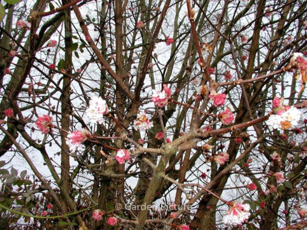 Viburnum bodnantense 'Dawn' - Image 5