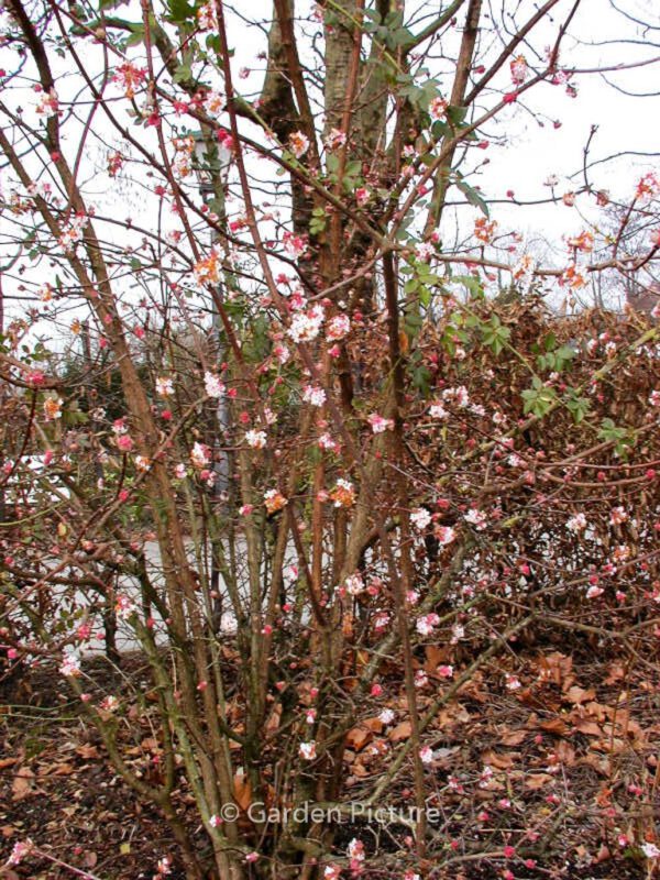 Viburnum bodnantense 'Dawn' - Image 6