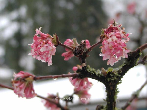 Viburnum bodnantense 'Dawn' - Image 7