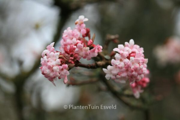 Viburnum bodnantense 'Dawn' - Image 8