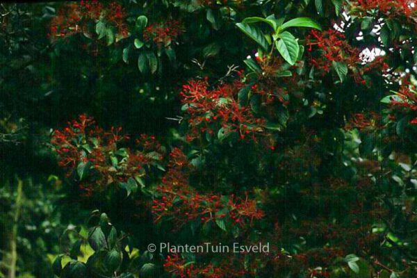 Viburnum carlesii - Image 2