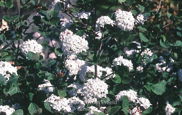 Viburnum carlesii - Image 3