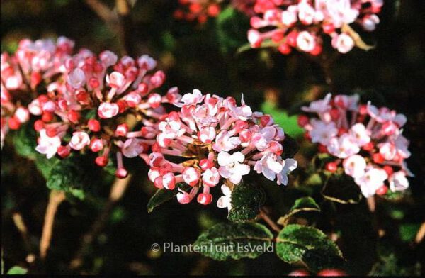 Viburnum carlesii