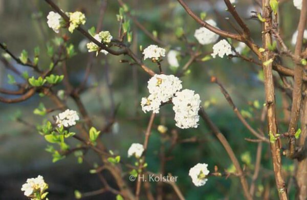 Viburnum farreri 'Candidissimum' - Image 2