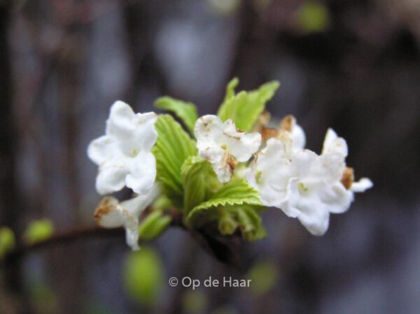 Viburnum farreri 'Candidissimum' - Image 3