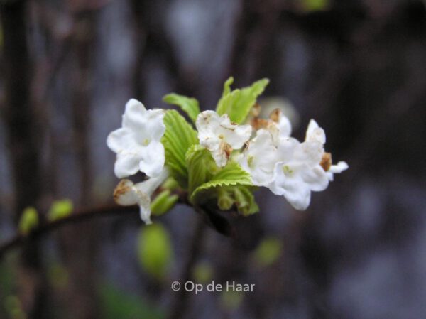 Viburnum farreri 'Candidissimum' - Image 4