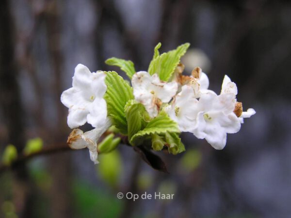 Viburnum farreri 'Candidissimum' - Image 5