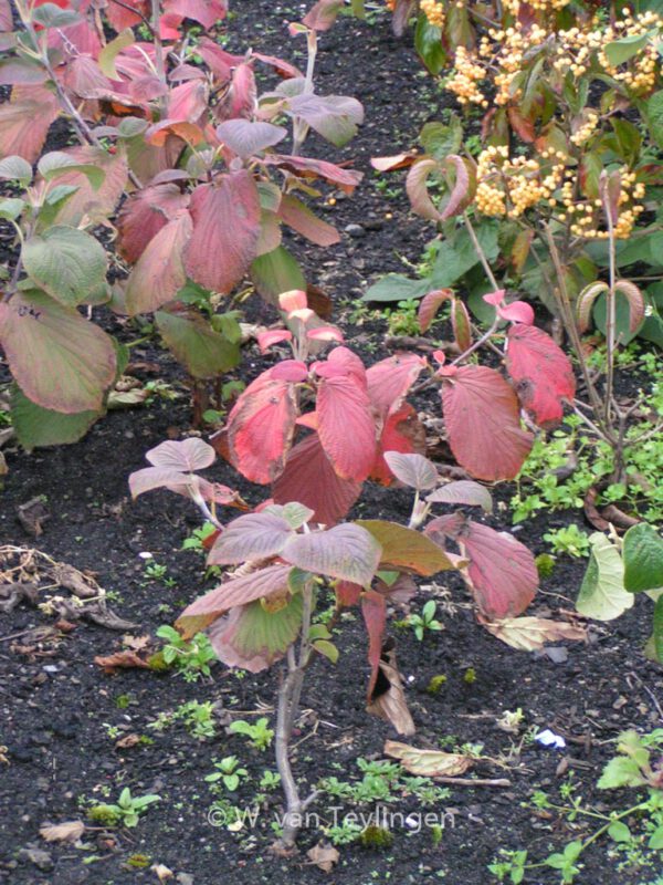 Viburnum furcatum - Image 4