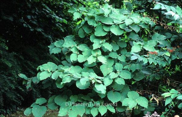 Viburnum furcatum - Image 7