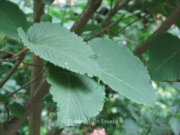 Viburnum furcatum - Image 8