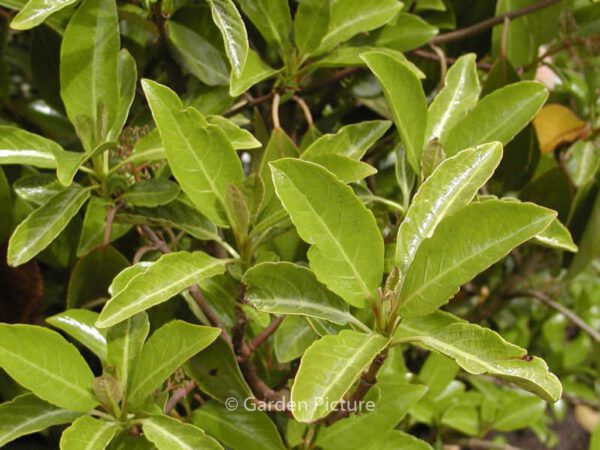 Viburnum odoratissimum 'Awabuki' - Image 3