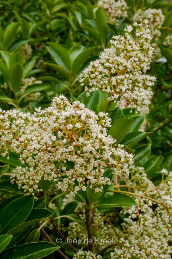 Viburnum odoratissimum 'Awabuki' - Image 6