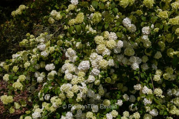 Viburnum plicatum 'Janny'