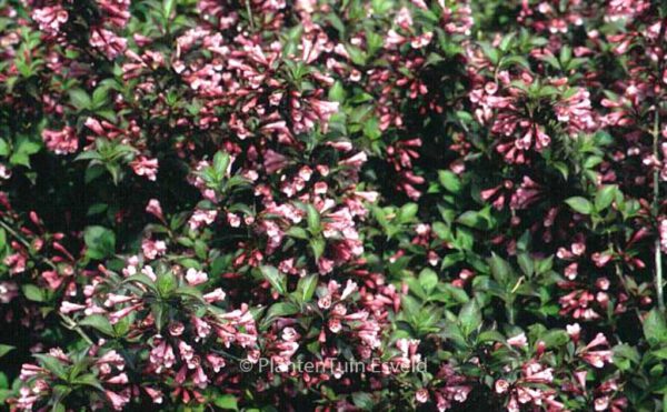 Weigela florida 'Foliis Purpureus' - Image 2