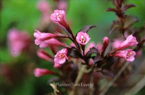 Weigela florida 'Foliis Purpureus'