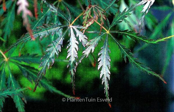 Acer palmatum 'Heartbeat' - Image 2