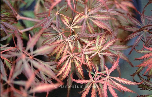 Acer palmatum 'Heartbeat'