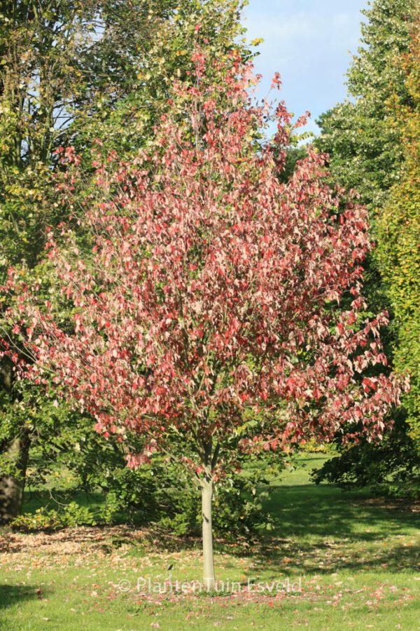 Acer Rubrum 'Franksred' (RED SUNSET)   Esveld Shop