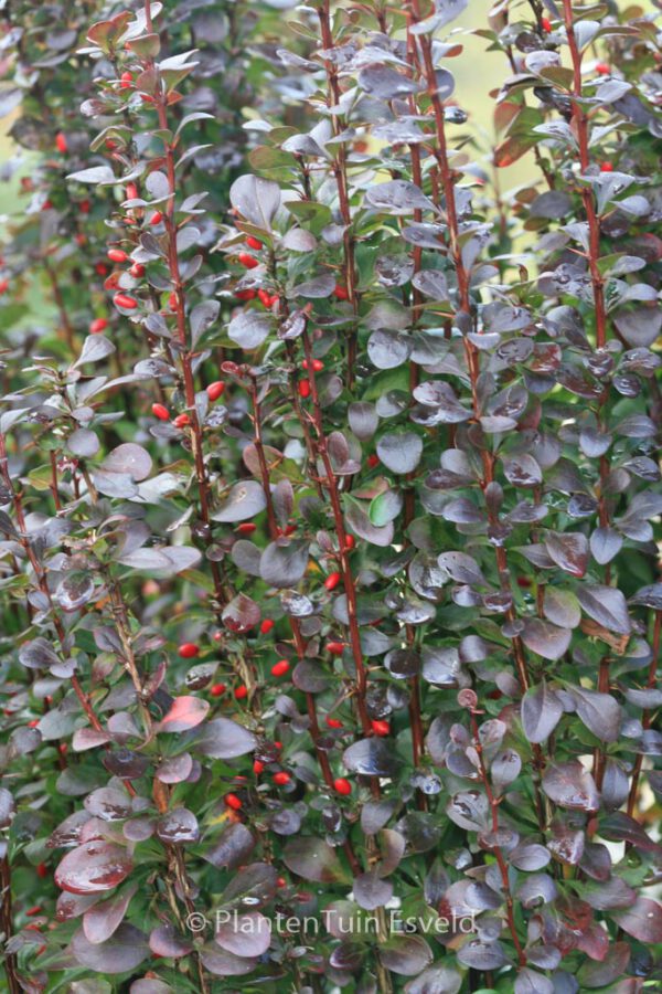 Berberis thunbergii 'Helmond Pillar'