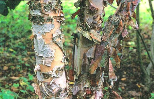 Betula nigra 'Heritage' - Image 2